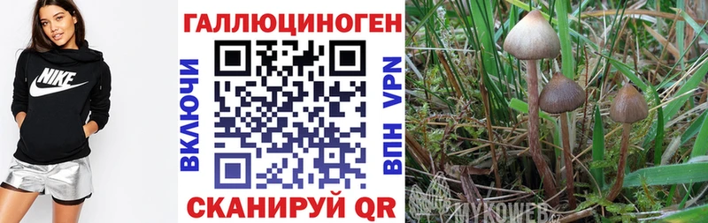 Псилоцибиновые грибы мицелий  Приморск 